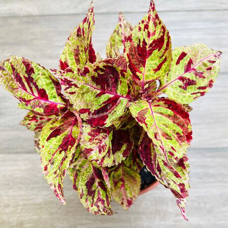 Mosaic Wizard, Coleus Seeds - Packet image number null